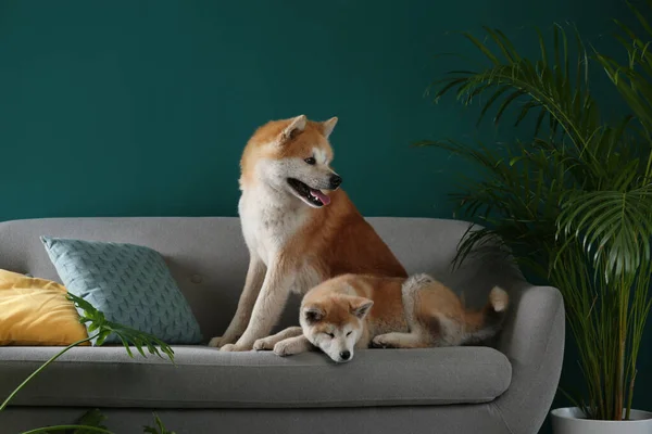 Assurance Animaux